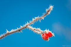 Winterbonbons