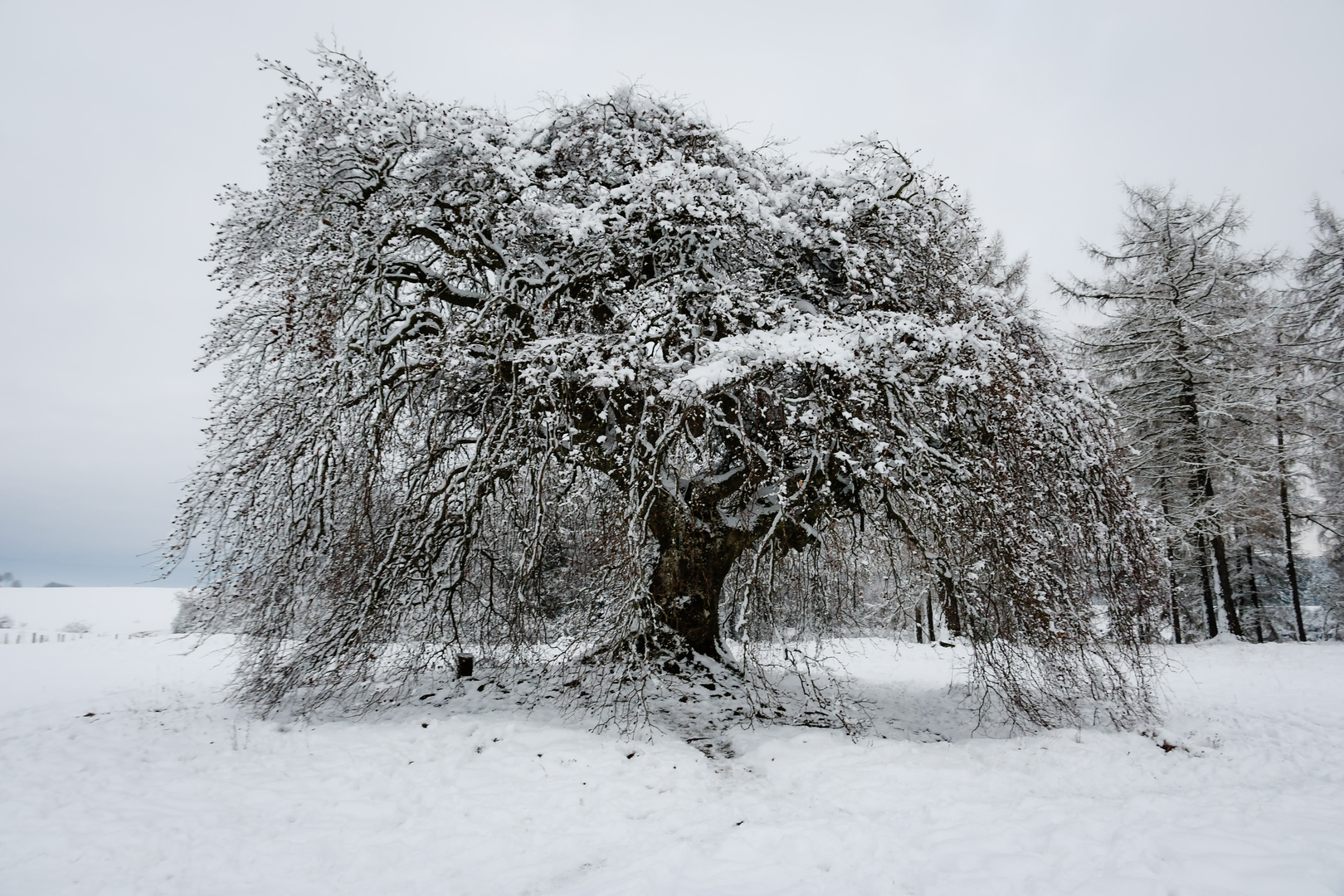 Winterbuche