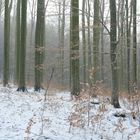 Winterbuchen