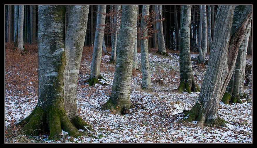 Winterbuchen