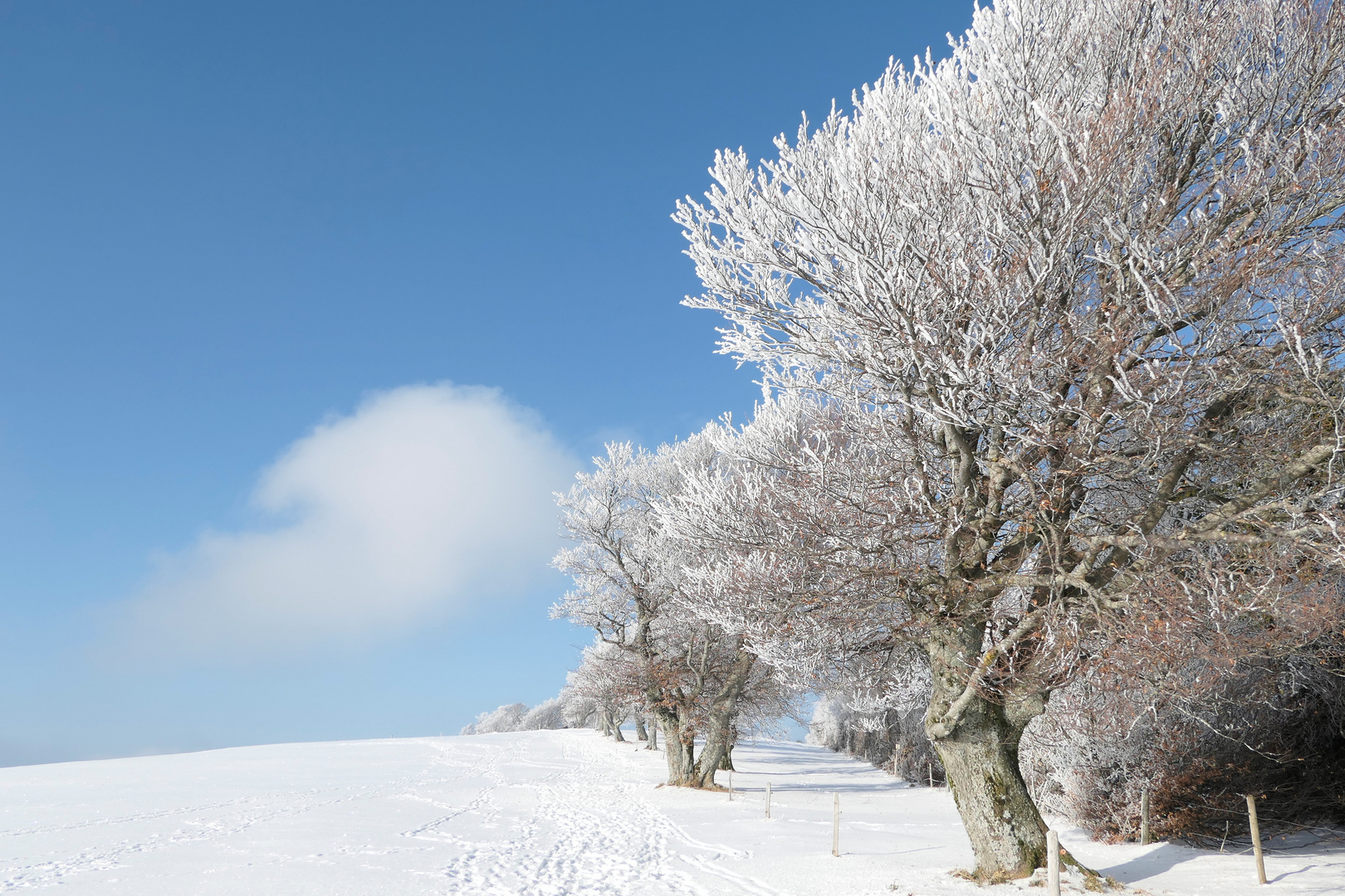 Winterbuchen