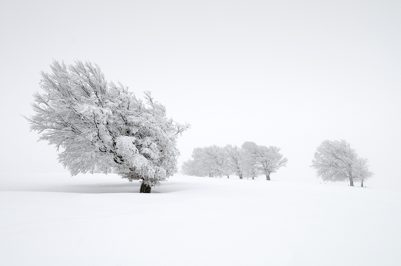 Winterbuchen