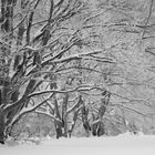 Winterbuchen auf dem Raichberg