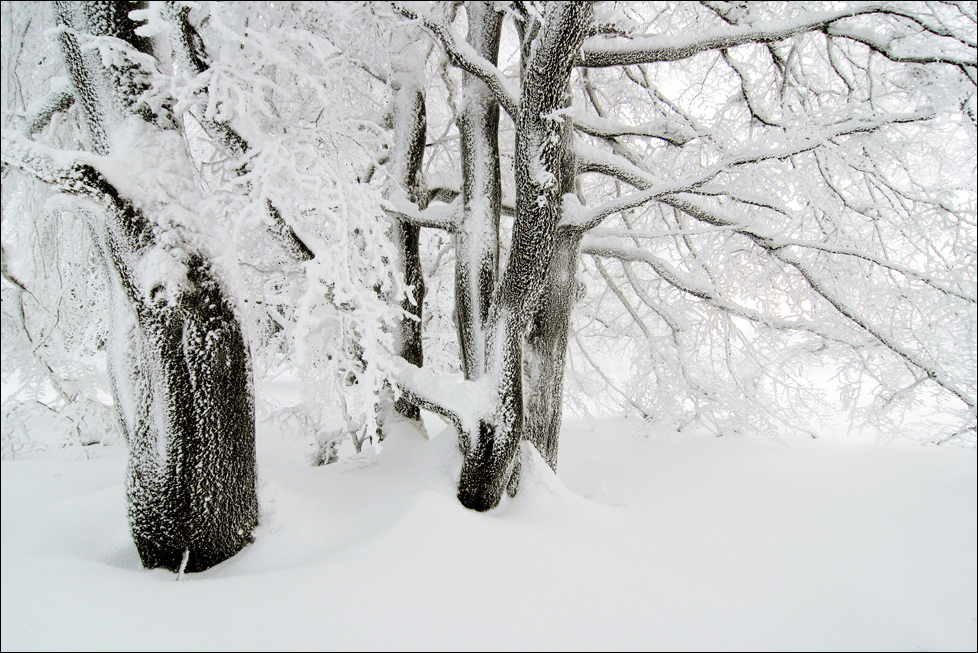 ~ Winterbuchen ~