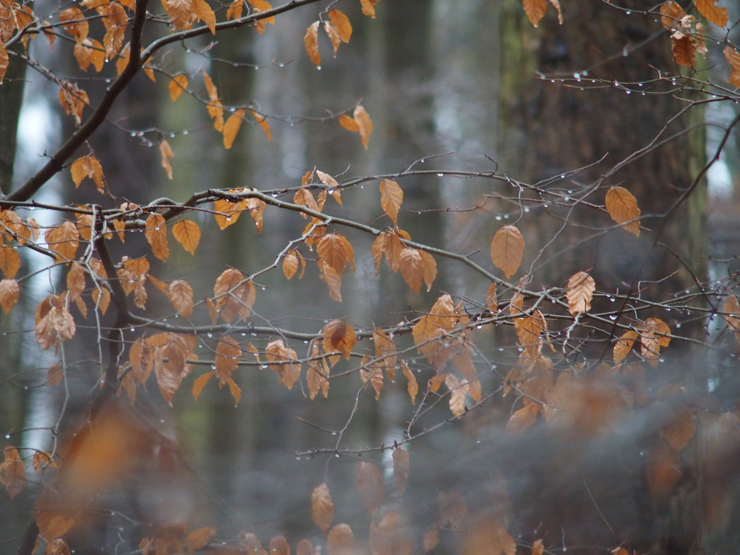 Winterbuchenwald