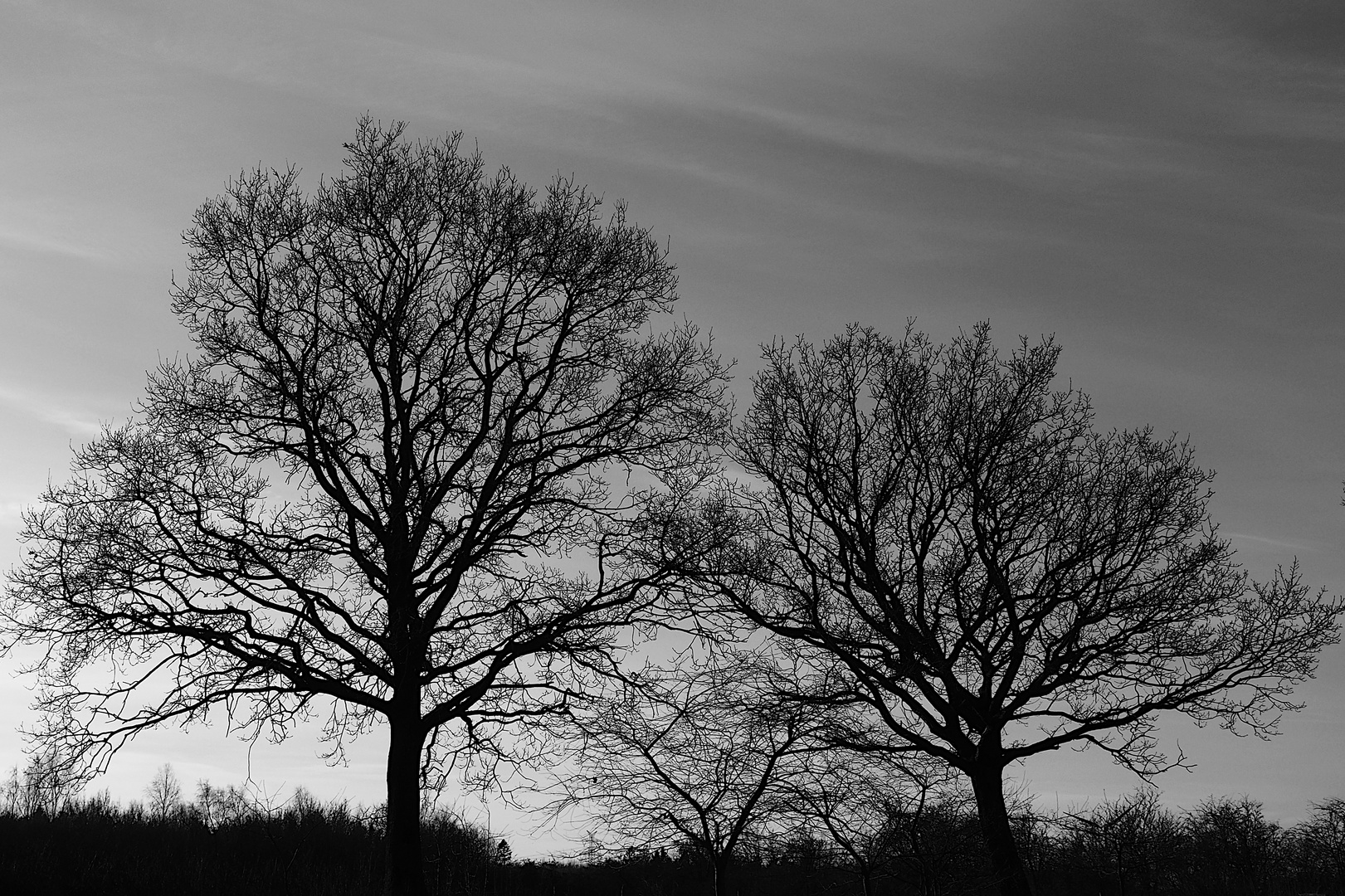 Winterbãume im Gegenlicht