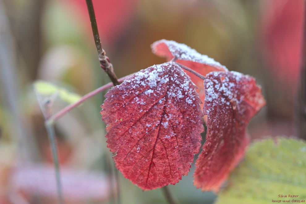 Winterbunt