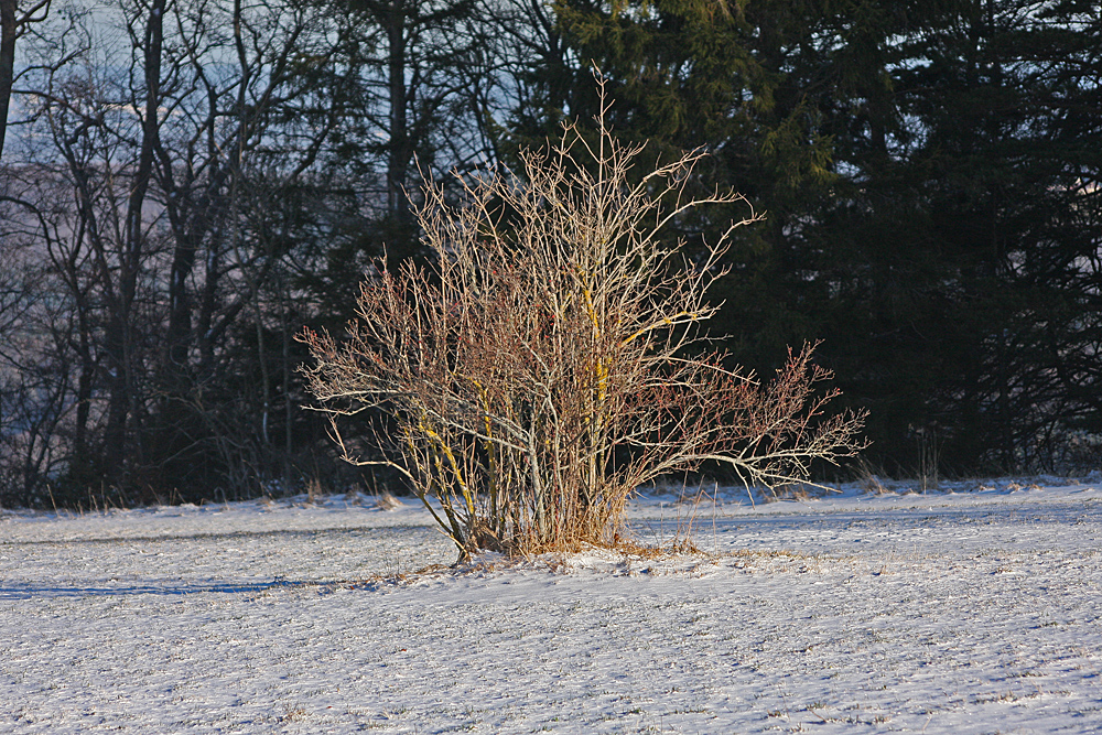 Winterbusch