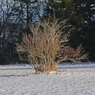 Winterbusch