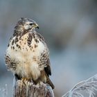 Winterbussard 2