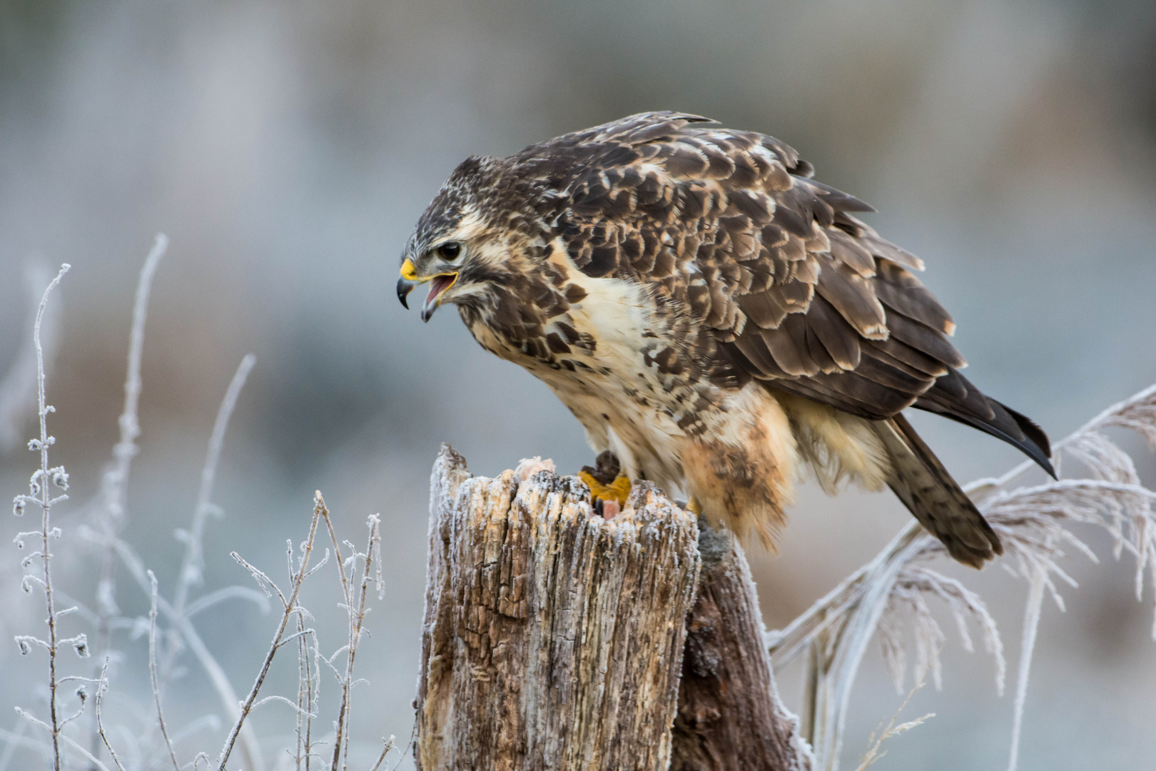 Winterbussard