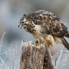 Winterbussard