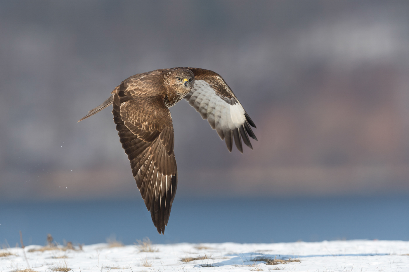 Winterbussard