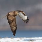 Winterbussard