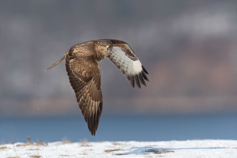 Winterbussard