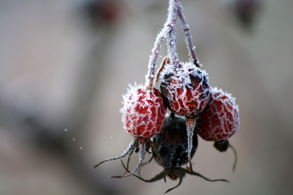 Winterbutten