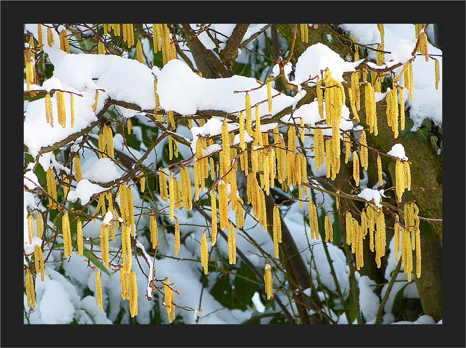 Winterchätzli