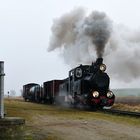 "Winterdampf"-dampf auf der Zniner Kreisbahn II