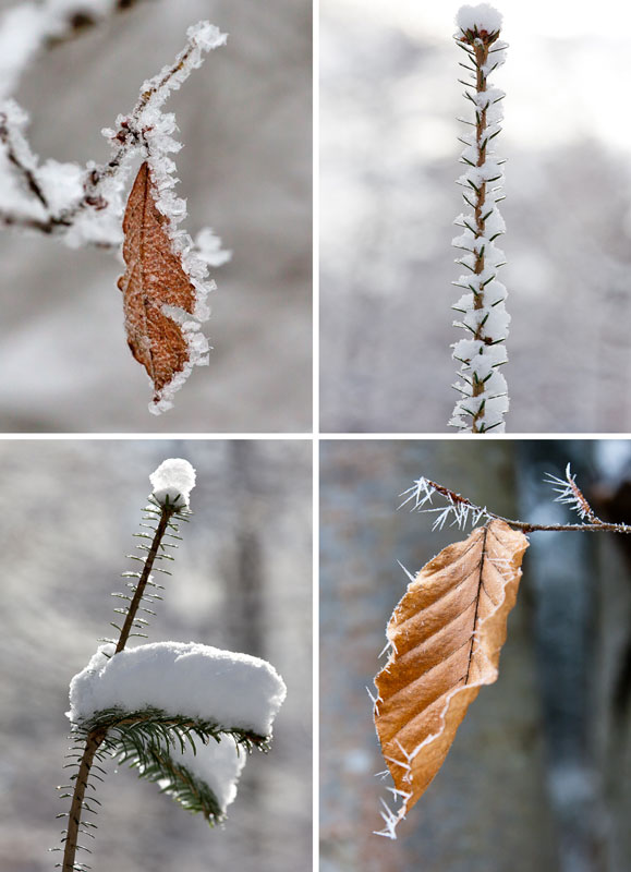 Winterdetail