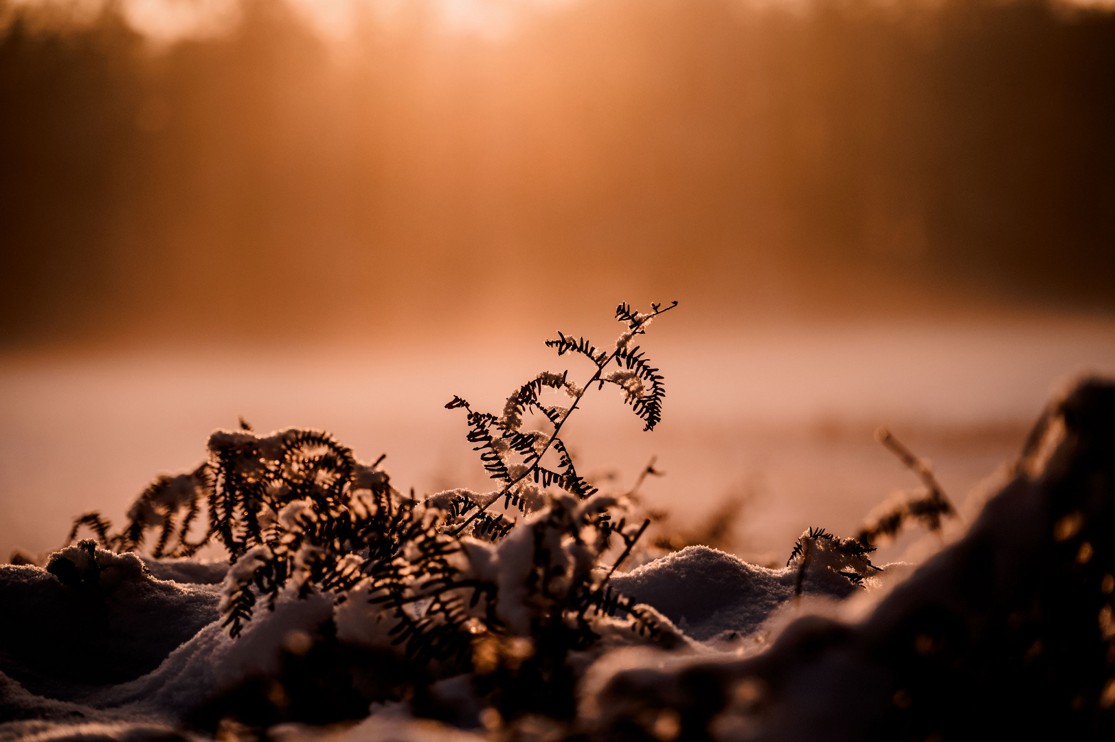 Winterdetail aus dem Brook