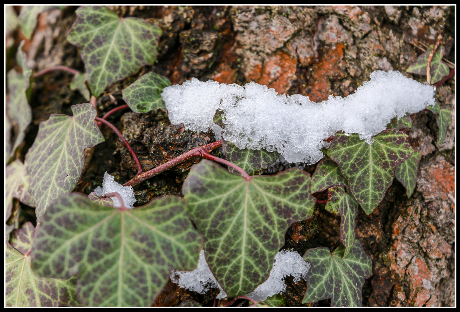 winterdetail in brandenburg