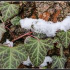 winterdetail in brandenburg