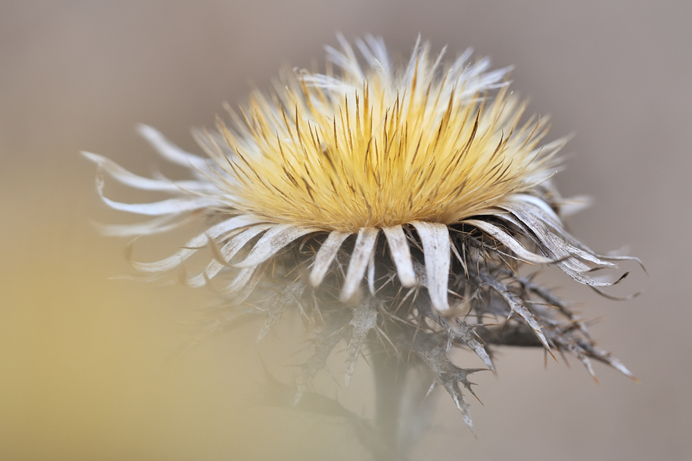 *Winterdistel*