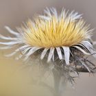 *Winterdistel*