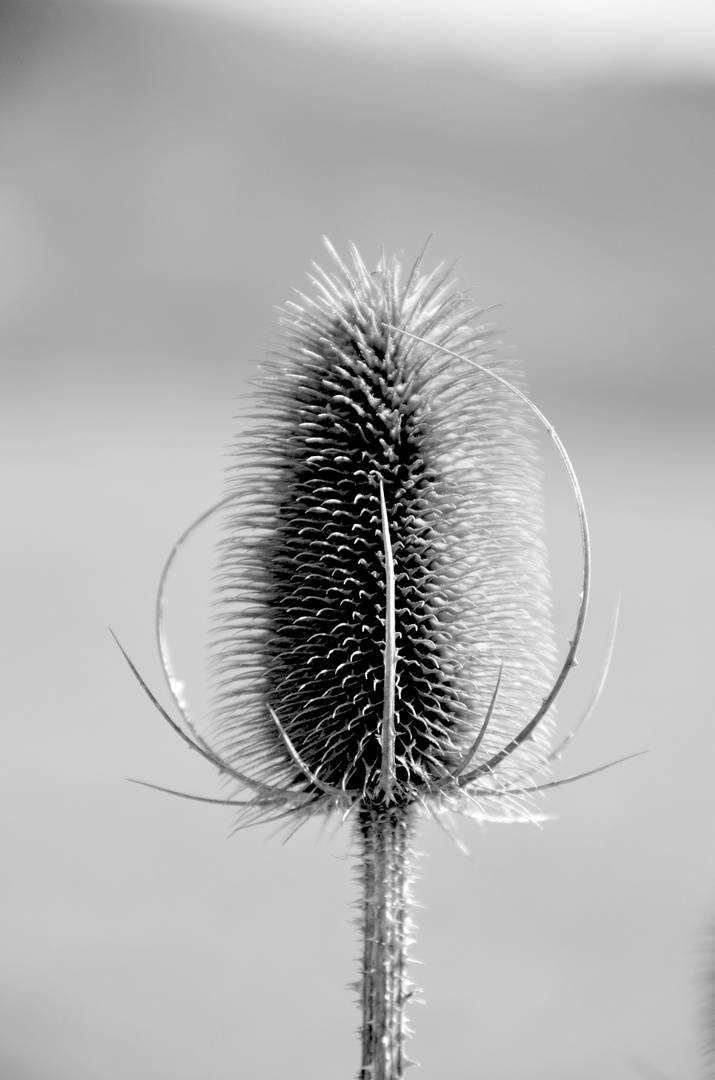 Winterdistel