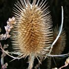 Winterdistel