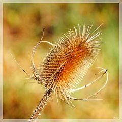 Winterdistel