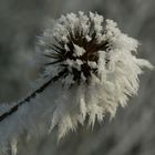 ... Winterdistel ...