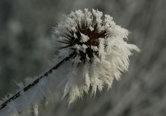 ... Winterdistel ...