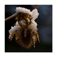 Winterdistel