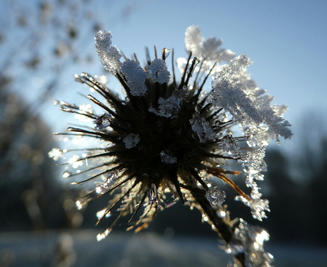 Winterdistel