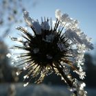 Winterdistel