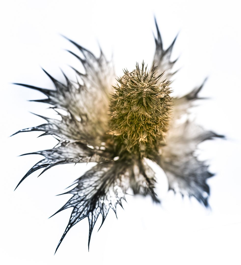 Winterdistel (Mannstreu! ;-)