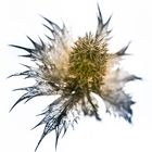 Winterdistel (Mannstreu! ;-)