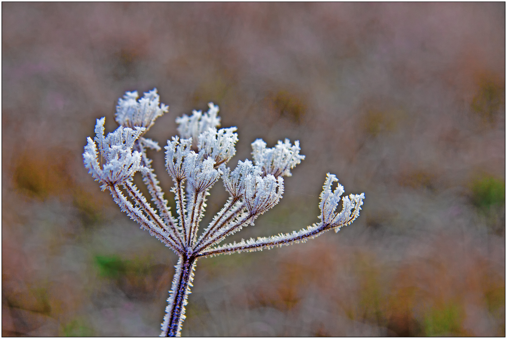 Winterdolde