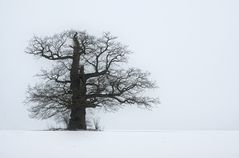 Wintereiche