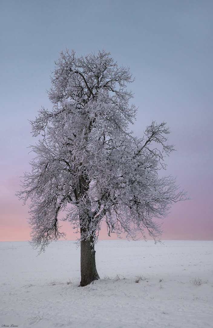 Wintereiche im Sonnenaufgang