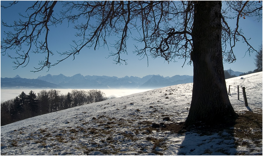 Wintereichepanorama