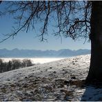 Wintereichepanorama