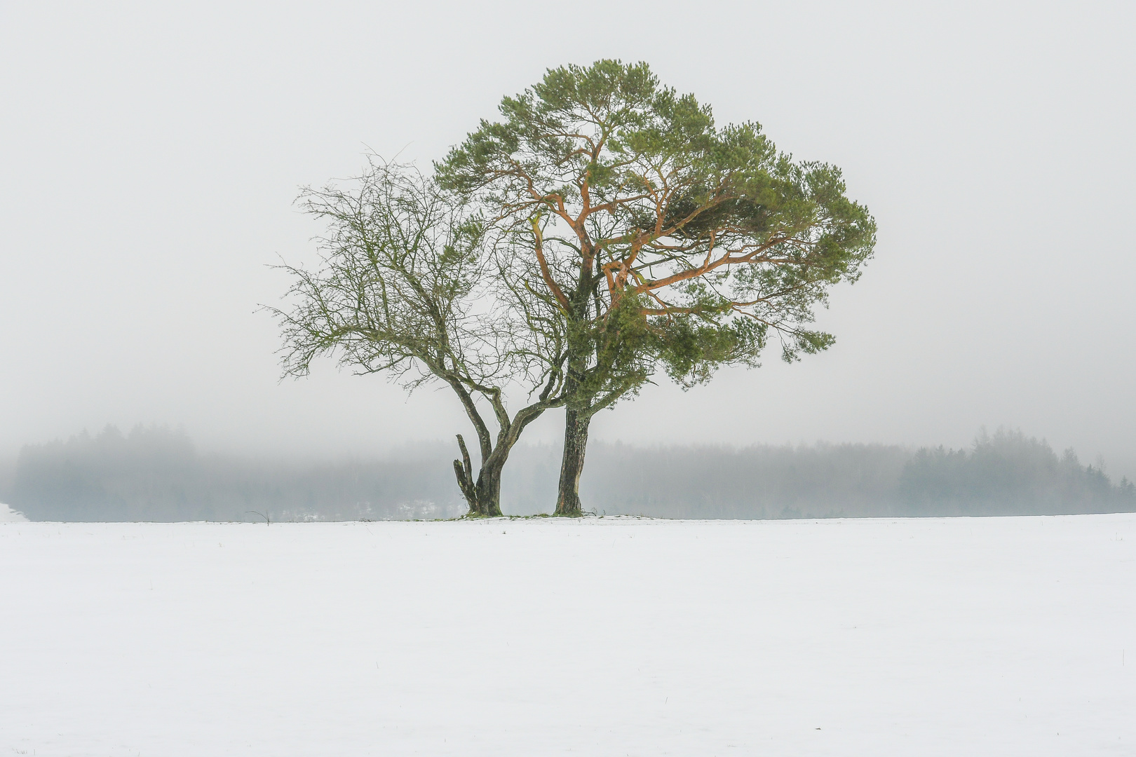 Wintereifel