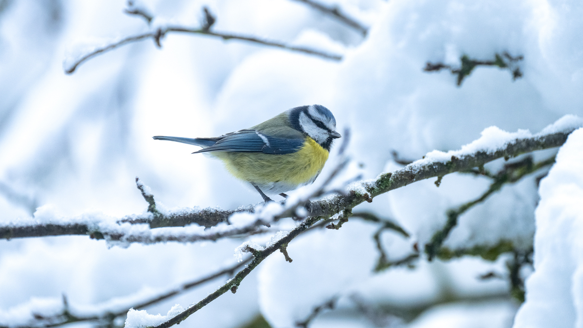 Wintereinbruch