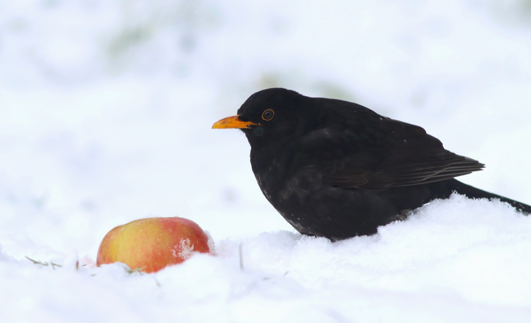 Wintereinbruch