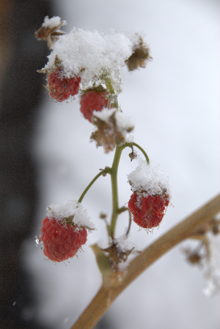 Wintereinbruch