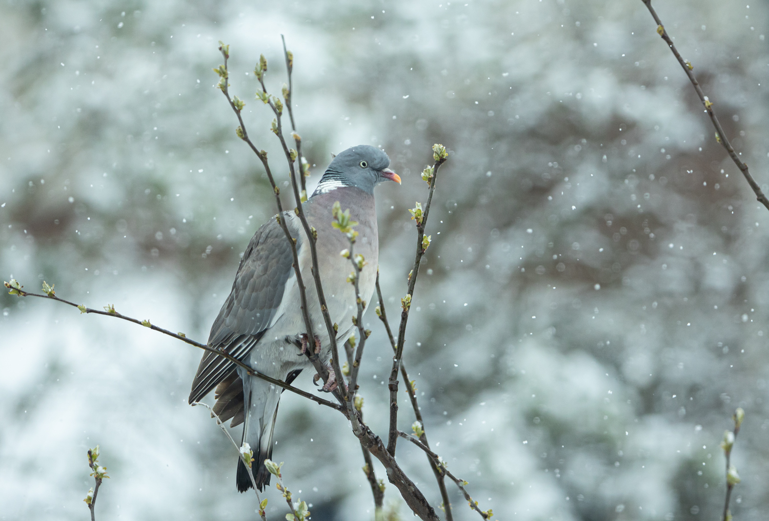 ***  Wintereinbruch  ***