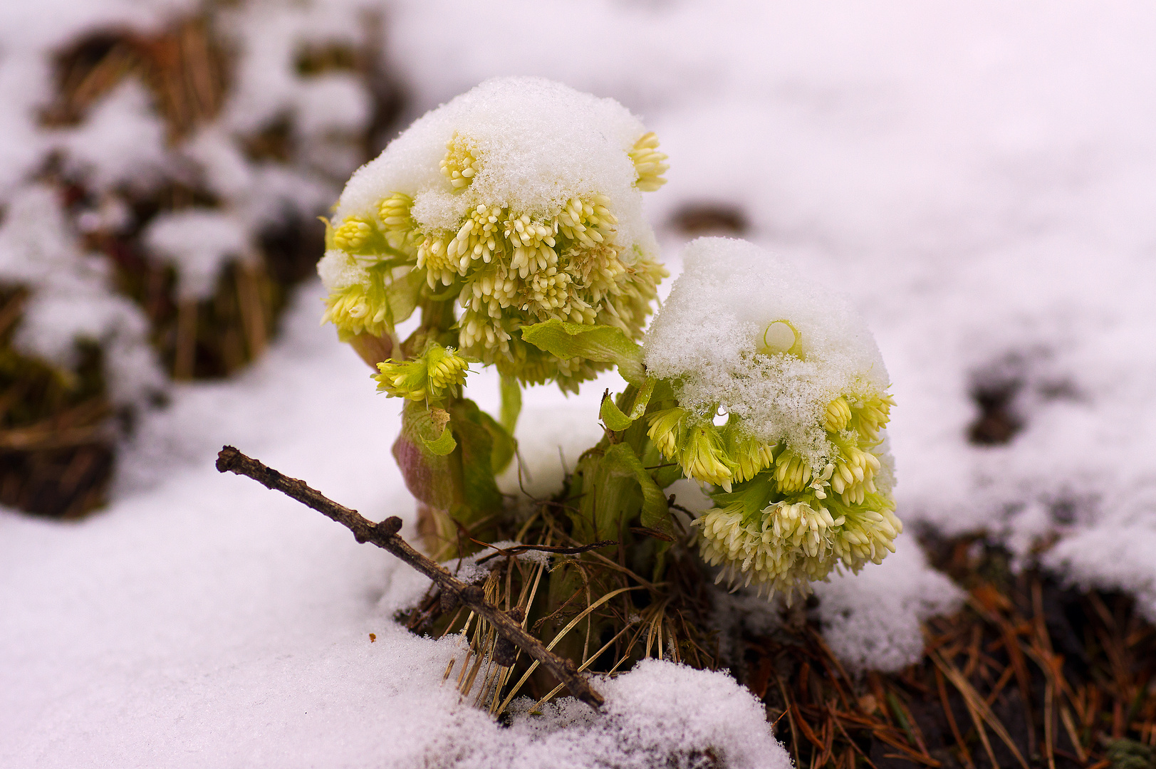 Wintereinbruch