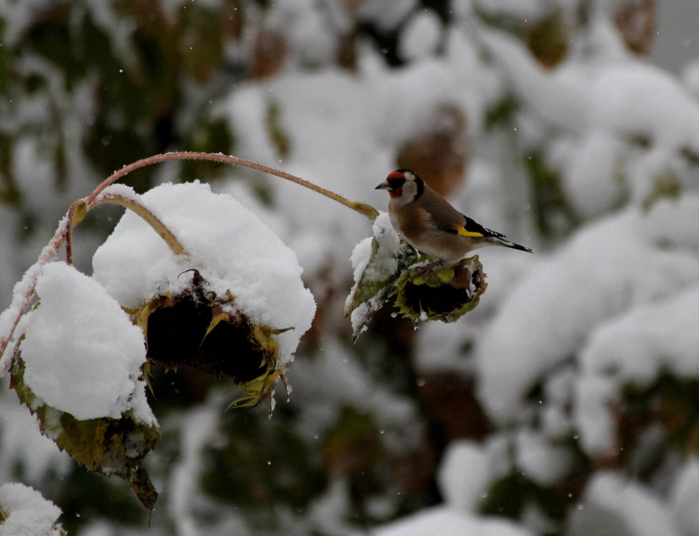 Wintereinbruch